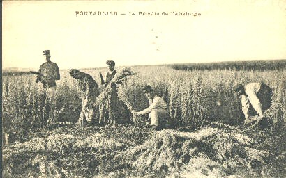 R�colte 03.jpg